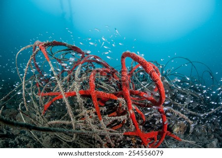 Red sponge has begun to grow on discarded fishing line left on the bottom of a harbor in Palau, Micronesia. Fishing line and plastics are a major problem once they enter marine ecosystems.