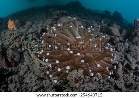 A mushroom coral (Heliofungia sp.) grows on a muck slope beneath a pier in Palau\'s Malakal Harbor. This coral looks like an anemone but it has a calcium carbonate skeleton.