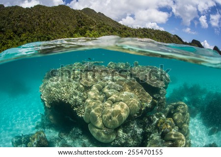 Clear, tropical water covers a coral bommie in Raja Ampat, Indonesia. This remote, beautiful region is known for its high marine biodiversity and world class scuba diving and snorkeling.