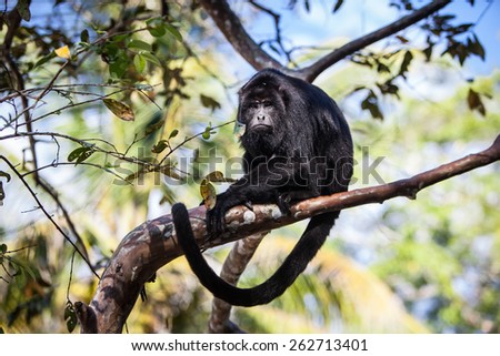 A Black Howler monkey (Alouatta pigra) sits in the jungle canopy of Belize. Black howlers, found in Mexico, Guatemala, and Belize, are folivorous, eating mostly leaves and occasional fruits.