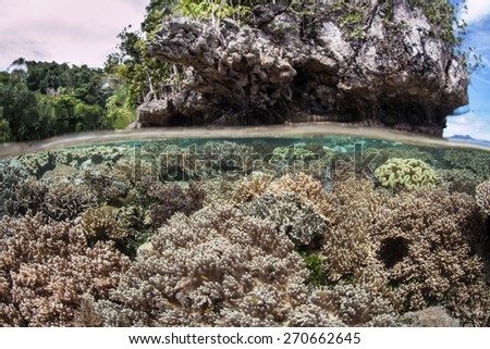 Corals grow near a limestone island in the shallows of Raja Ampat, Indonesia. This remote region is the heart of the Coral Triangle and harbors the greatest marine biodiversity on Earth.
