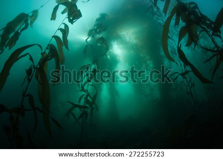 Giant kelp (Macrocystis pyrifera) grows in a thick forest off the coast of Monterey, California. Kelp is an important habitat for many species of temperate fish and invertebrates.