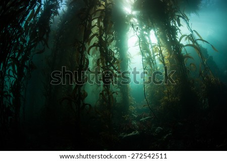 Giant kelp (Macrocystis pyrifera) grows in a thick forest off the coast of Monterey, California. Monterey\'s kelp forests support a wide diversity of life.