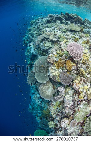 Corals grow along a drop off in the Solomon Islands. This is the easternmost part of the Coral Triangle and harbors extraordinary marine biodiversity.