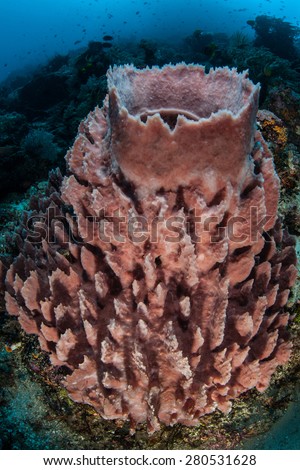 A large barrel sponge grows on a coral reef off the coast of Sulawesi, Indonesia. Sponges are simple animals that filter organic material from the water column.