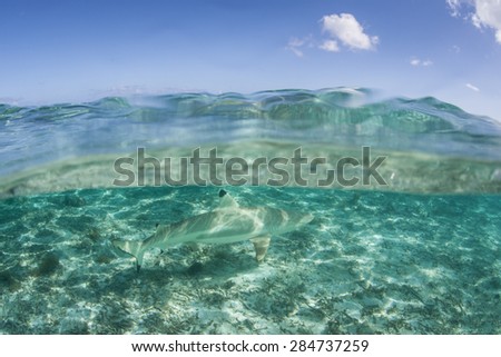 A Blacktip reef shark (Carcharhinus melanopterus) swims in the shallow lagoon of Bora Bora in French Polynesia. This small predator is relatively harmless and is a common species on Pacific reefs.