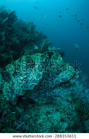 In Indonesia, a large sponge growing on a reef slope is covered by small, white sea cucumbers. The sea cucumbers feed on organic material trapped on the surface of the sponge.
