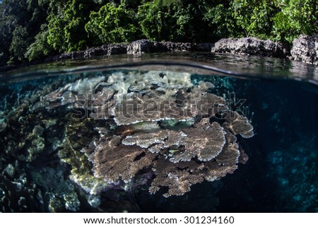 Coral coloniess grow in extremely shallow water in the Solomon Islands ...