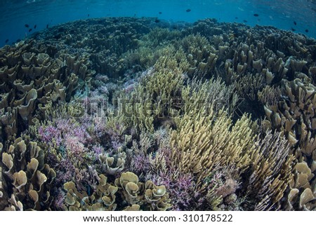 A healthy coral reef grows in shallow water in Komodo National Park, Indonesia. This fascinating region, part of the Ring of Fire, is home to an amazing diversity of marine life.