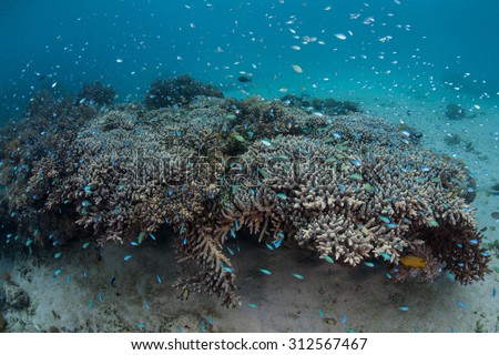 Small reef fish hover above a large coral colony on a reef in Komodo National Park, Indonesia. This region is known both for its large, predatory dragons and its diverse coral reefs.