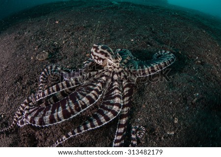 A rare Mimic octopus crawls across a black sand slope in Lembeh Strait, Indonesia. This bizarre species can imitate the shape and behavior of other species it encounters in its environment.