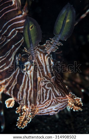 Lionfish (Pterois volitans) are reef predators native to the Indo-West Pacific region. They are now found in the Caribbean Sea where they are causing ecological problems in the marine ecosystem.