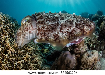 A female Broadclub cuttlefish (Sepia latimanus) lays eggs in a fire coral colony on a reef in Indonesia. The fire coral will protect the eggs from predators as they incubate.