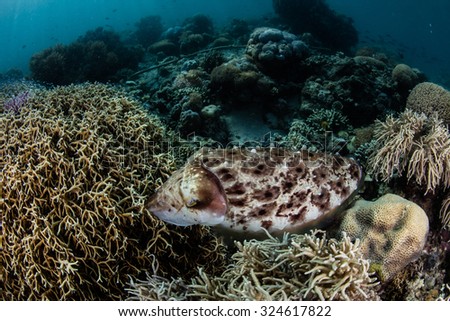 A female Broadclub cuttlefish (Sepia latimanus) places eggs in a fire coral colony on a reef in Indonesia. The fire coral will protect the eggs from predators as they incubate.