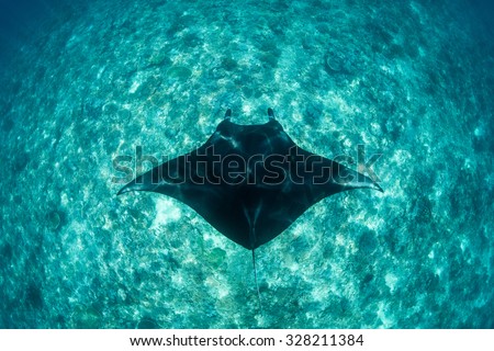 A Manta ray (Manta alfredi) swims over an oceanic pinnacle in Komodo National Park, Indonesia. Mantas are found worldwide and feed exclusively on plankton.