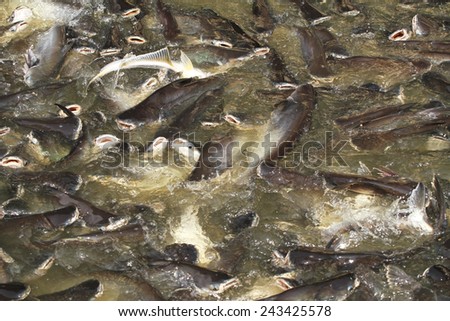 Fish at the ship landing in Chaopraya river, Nonthaburi provice Thailand.