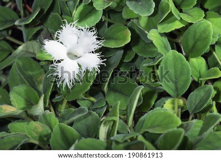 lace-flower vine