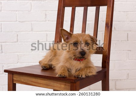 Sweet puppy dog is resting on a white background. The breed of the dog is a Cairn Terrier