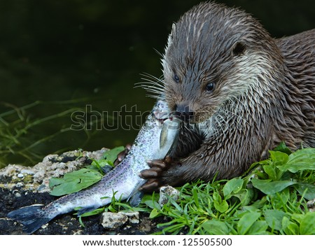 European otter eating fish