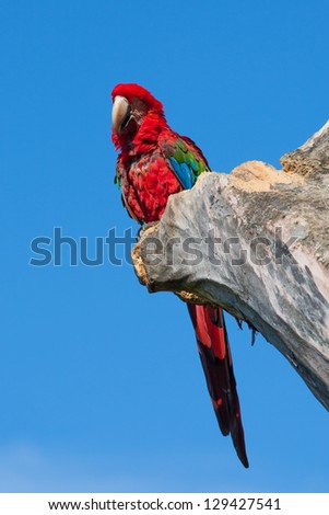 Red Macaw head close-up isolated over blue sky