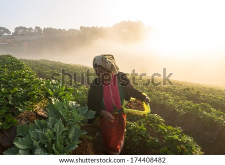 CHIANG MAI,THAILAND - JANUARY 10 : Unidentified farmer pick in Strawberry fruit when sunrise with fog on January 10, 2014 in strawberry field,ang khang, Chiang mai, Thailand.