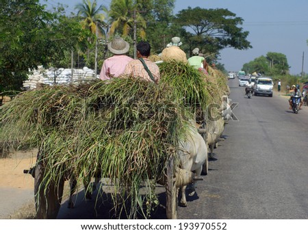 Bagan, MYANMAR - SEP 6: An unidentified farmers are transporting the straw and cart harnessed by cow on the road in countryside of Bagan, Myanmar on September 6, 2011.