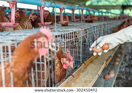 egg chicken farm, Focus at hand pick the egg