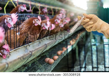 egg chicken farm with Chemical Laboratory, Hand holding medical injection syringe with test tube