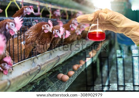 egg chicken farm with Chemical Laboratory, Hand holding the tube with test flask