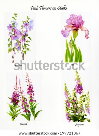 Pink Flowers on Stalks New.  Watercolor images poster and clip art style on white background.