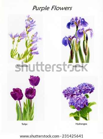 Purple Flowers. Watercolor painted images of purple flowers on a white background in a poster format with labels