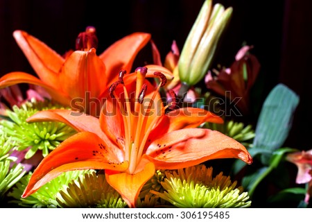 An orange asiatic lily blossom