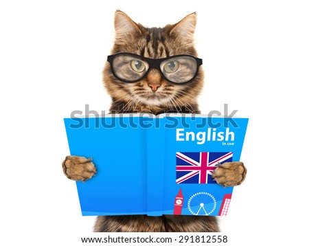 Funny cat is learning English. Cat reading a book.
