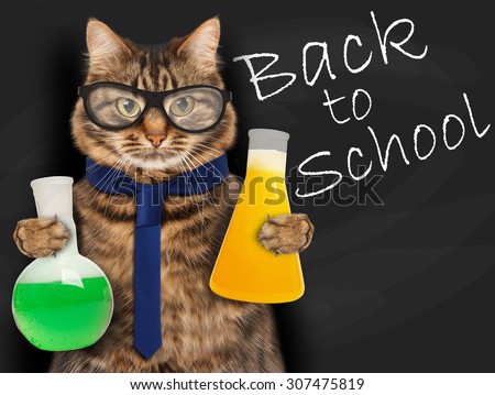 Funny cat is studying chemistry.\
Funny cat with glassess holding bulbs with liquid on blackboard background