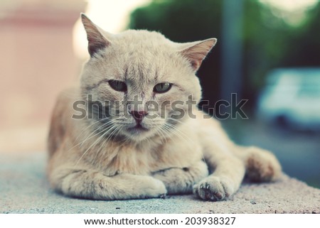 Sad street cat. Photo toned style instagram filters