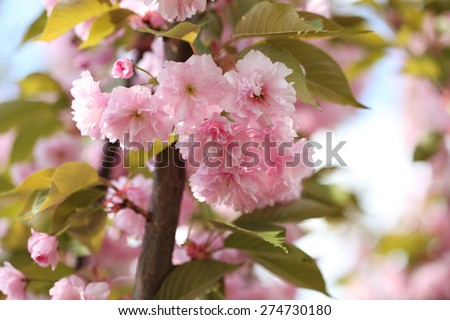Photo spring sakura pink flower with vintage color toned instagram filter