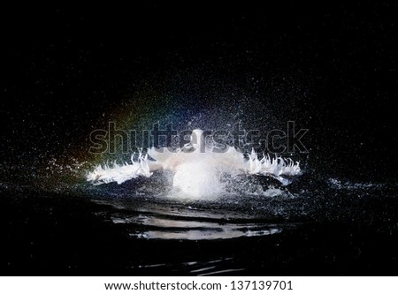 big swimming white pelican with flapping wings in the drops of water with a rainbow on a black background