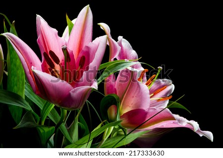 Bouquet of pink lilies with white-pink petals on a black background