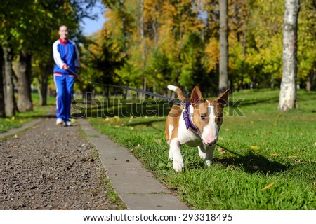Young attractive sport girl jogging with dog on gravel path in sunny autumn park, bull terrier with collar and leash, selective focus