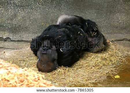 Large silverback gorilla sleeping