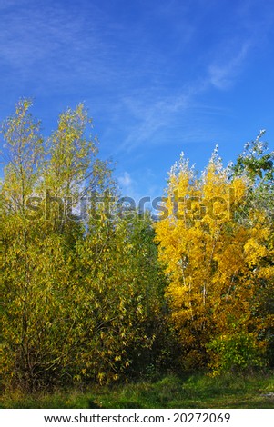 Brilliant autumnal colors against a bright blue sky