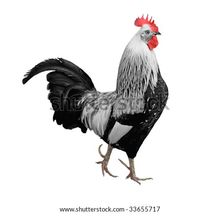 Black And White Rooster Stock Photo 33655717 : Shutterstock