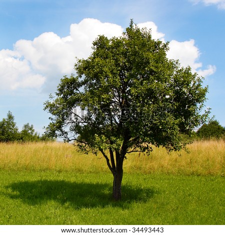 Green Apple Tree Stock Photo 34493443 : Shutterstock