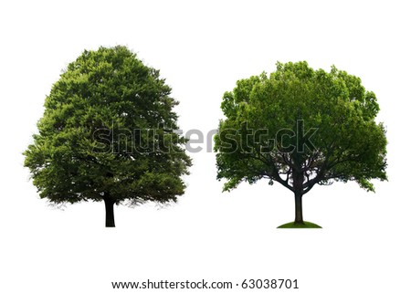 Trees Isolated Stock Photo 63038701 : Shutterstock