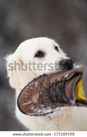Golden retriever dog bites man`s foot