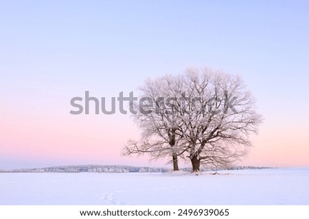 Similar – Image, Stock Photo A lone tree on the hillside survived the last storm