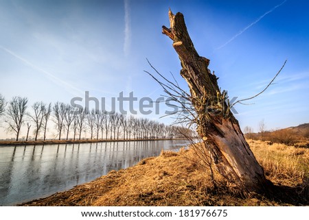 Felled tree by the river