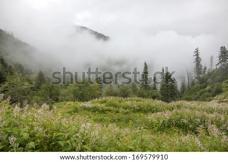 Clouds in the mountains woods