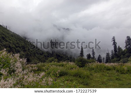 Clouds in the mountains woods