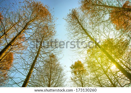 Sun shines on cedar forest sky
